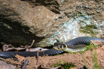 Grass snakes bask in the sun