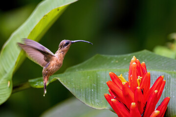 hummingbird and flower