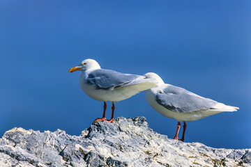 Glaucous gulls on a rock in the arctic