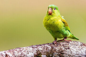 Orange Cheeked Parakeet Bird