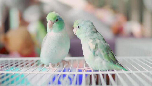 Two Forpus perched on a white birdcage. The forpus bird couple are fresh looking, showing their love for each other.