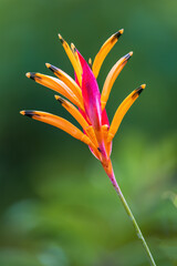 flower of a calendula