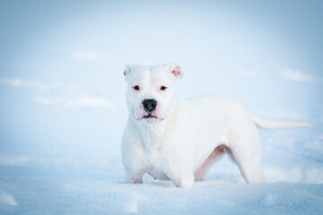 Obraz premium white Dogo Argentino dog in the snow