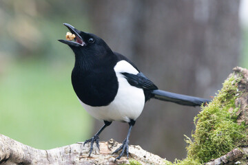 Elster (Pica pica)