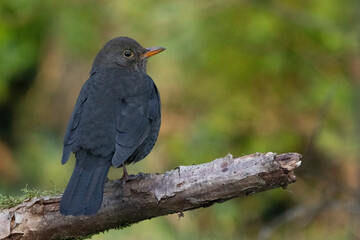 Amsel (Turdus merula)