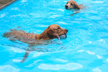 Golden Retriever swimming in the pool. Selective focus.