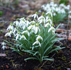 Snowdrops growing in a forest with leaves on the ground. day