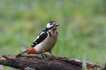 Fototapeta premium Buntspecht&nbsp;(Dendrocopos major)