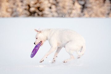 Snow-white Dogo Argentino plays with puller in a winter fairy tale
