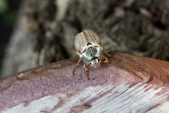 Cockchafer beetle is crowling on wooden boards.