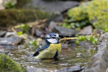 Blaumeise (Cyanistes caeruleu)