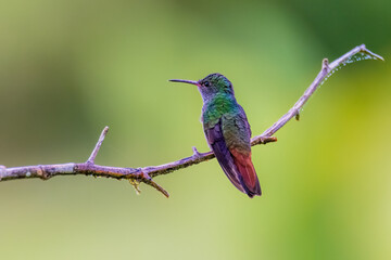 hummingbird on a branch