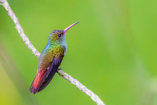 hummingbird on a branch