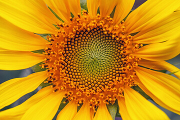 Sunflower field and cloudy blue sky