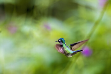 Hummingbird in flight