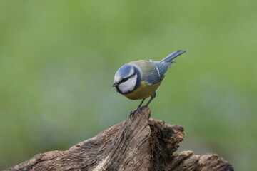 Blaumeise (Cyanistes caeruleu)