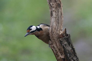 Buntspecht (Dendrocopos major)