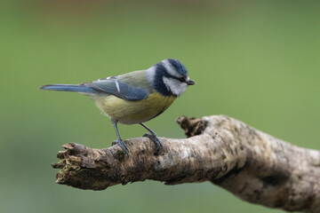 Blaumeise (Cyanistes caeruleu)