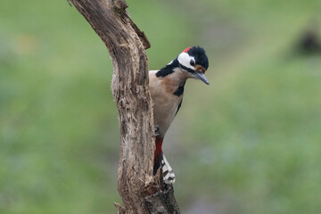 Buntspecht (Dendrocopos major)