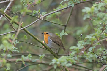 Rotkehlchen (Erithacus rubecula)