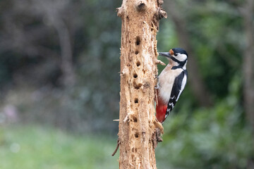Buntspecht (Dendrocopos major)