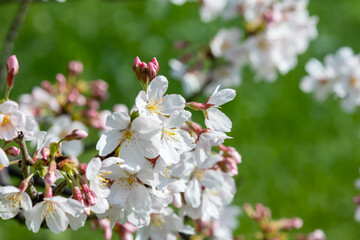 桜のクローズアップ