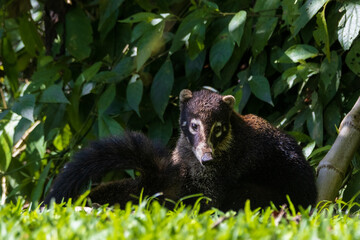 White Nosed Coati