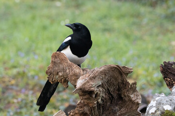 Elster (Pica pica)