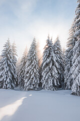 Breathtaking winter fairy tale in the surroundings of Lys mountains, Beskydy mountains, Czech Republic. The morning sun illuminates the snowy forest and meadow with its rays passing through the fog