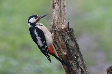 Buntspecht (Dendrocopos major)