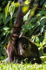 Fototapeta premium White Nosed Coati
