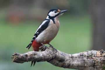 Buntspecht (Dendrocopos major)