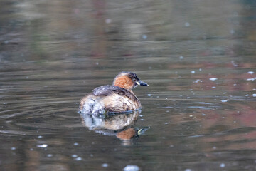 Zwergtaucher (Tachybaptus ruficollis)