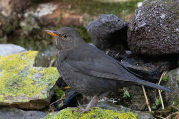 Amsel (Turdus merula)