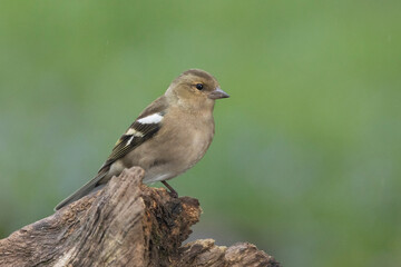 Buchfink&nbsp;(Fringilla coelebs)