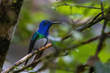 Fototapeta premium hummingbird on branch
