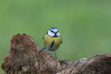 Blaumeise (Cyanistes caeruleu)
