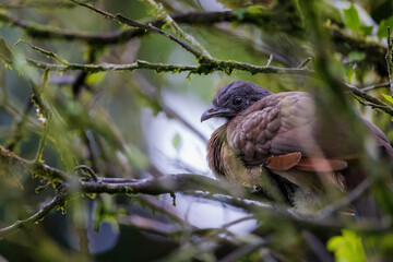grey headed chacalaca