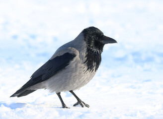 Fototapeta premium Hooded crow