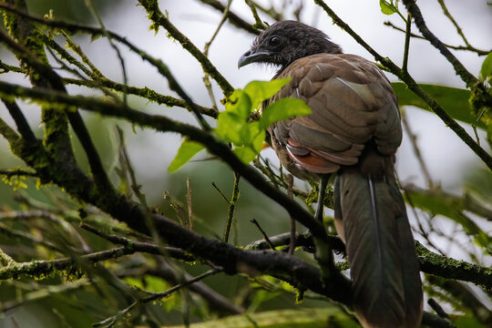 grey headed chacalaca
