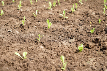 Banner of fresh organic hydroponics vegetables in a natural field. Panoramic green oak lettuce in an organic farm