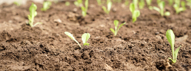 Banner of fresh organic hydroponics vegetables in a natural field. Panoramic green oak lettuce in an organic farm