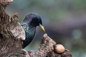 Star (Sturnus vulgaris)