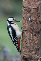 Buntspecht (Dendrocopos major)