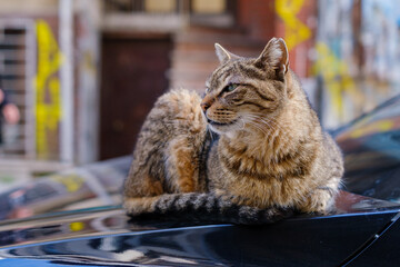 A cat in Kadiköy Istanbul sitting on a car.