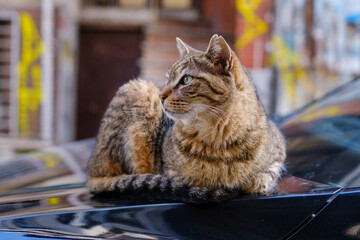 A cat in Kadiköy Istanbul sitting on a car.