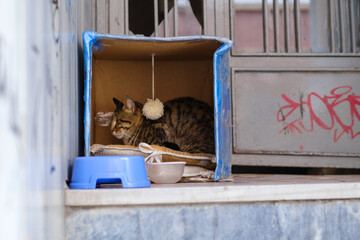 A cat in Kadiköy Istanbul sleeping in a box outdoor in the streets of kadiköy.