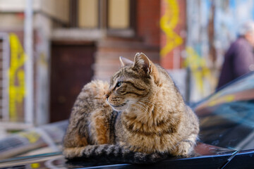 A cat in Kadiköy Istanbul sitting on a car.