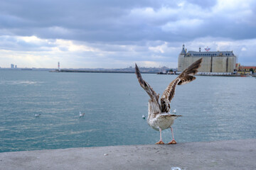 A Sea gull in Kadiköy Istanbul taking of in to the sea.