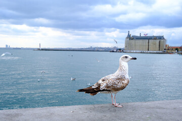 A sea gull in Kadiköy Istanbul chilling in front of the sea